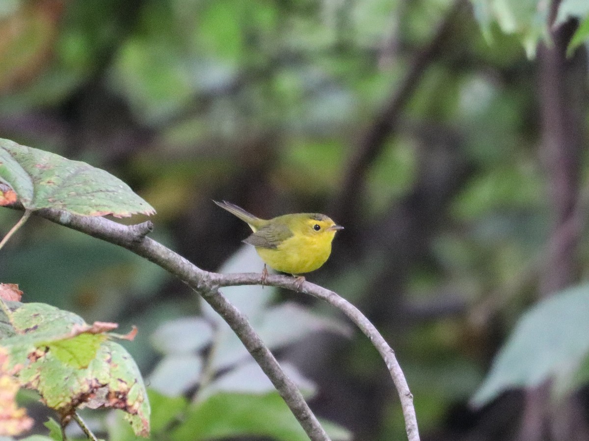 lesňáček čepičatý - ML641851848