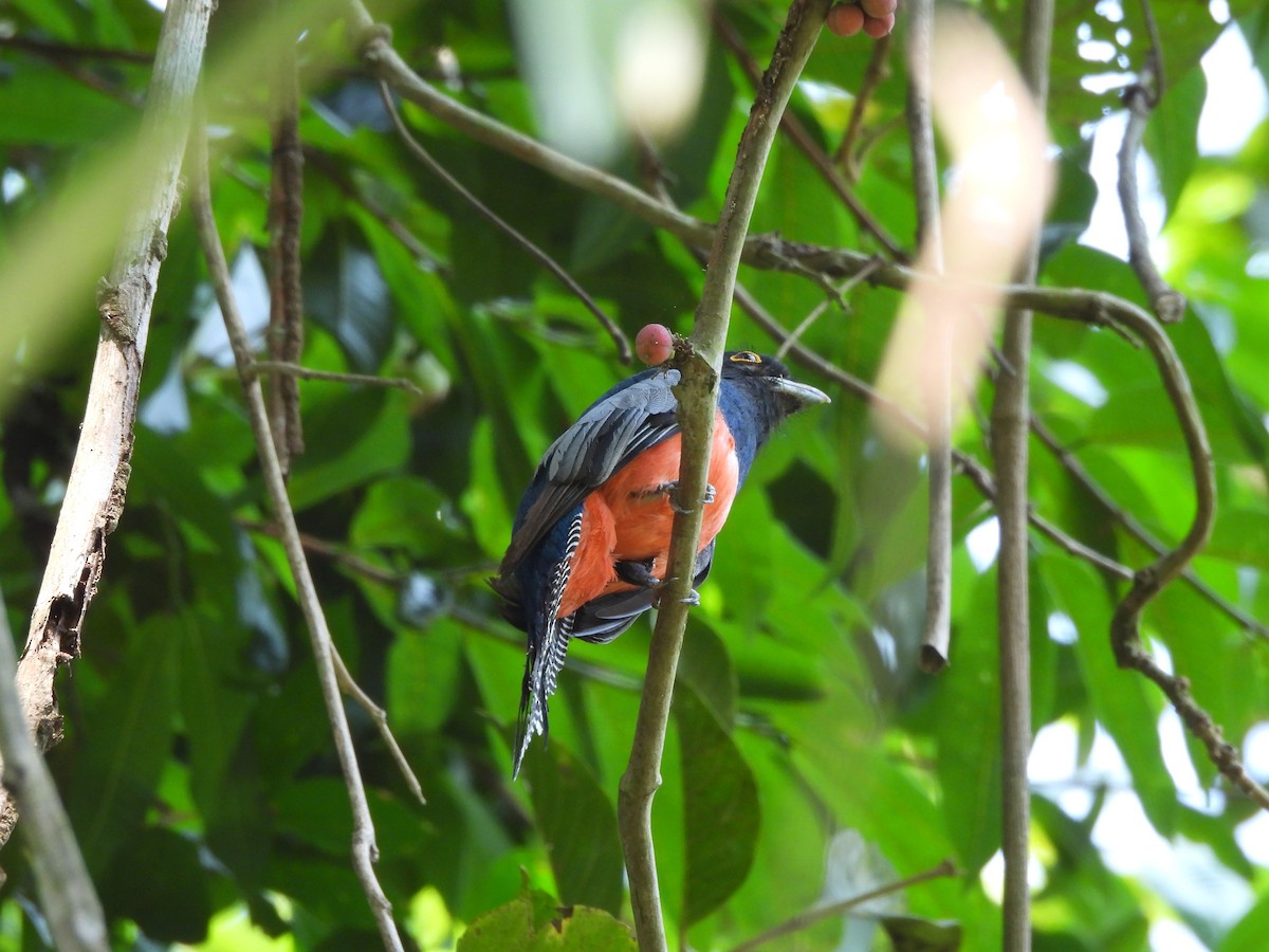 Blue-crowned Trogon - ML641851879