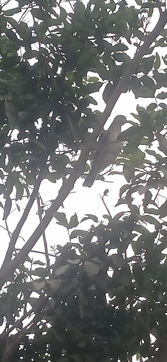 Croaking Ground Dove - ML641851929