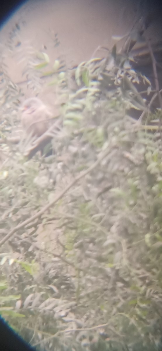 Croaking Ground Dove - ML641851931
