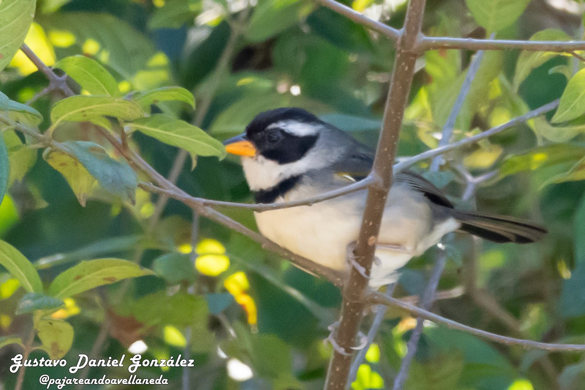 Saffron-billed Sparrow - ML641851951