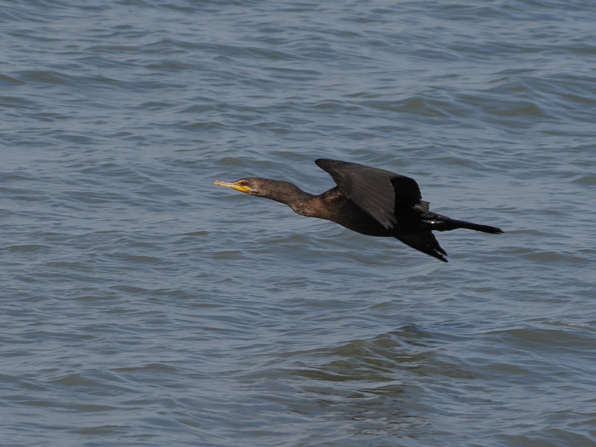 Cormoran à aigrettes - ML641851977