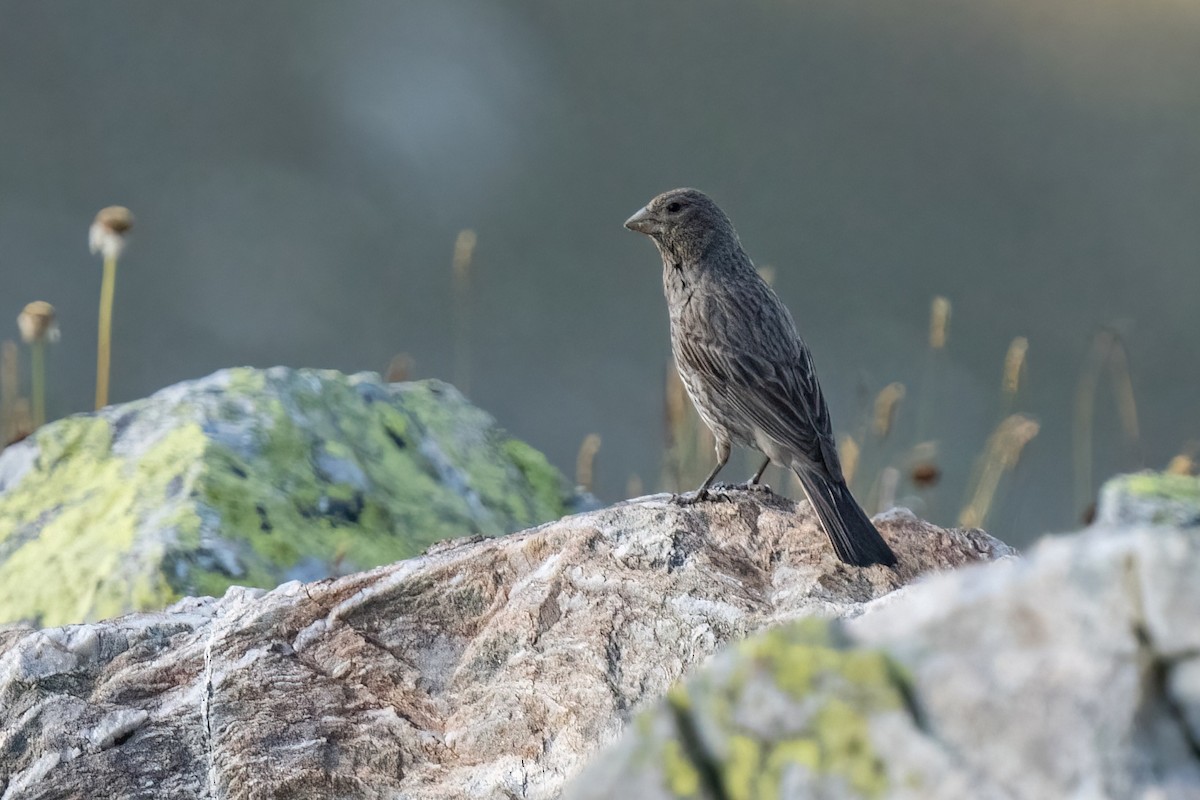 fjellrosenfink (rubicilla) - ML641852022