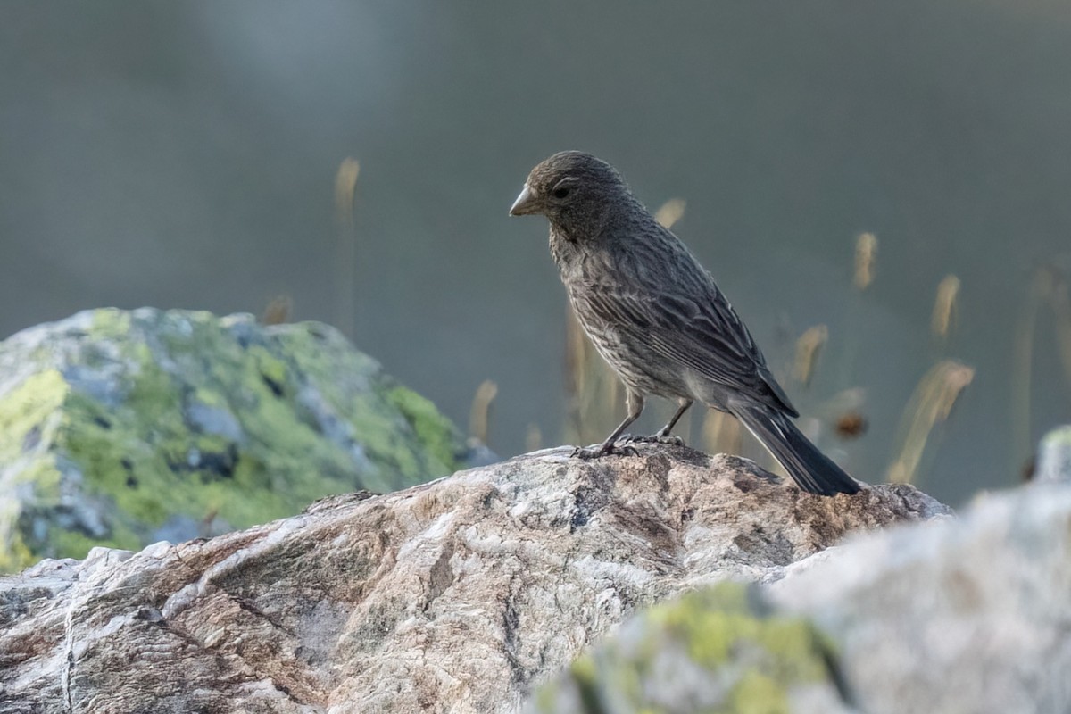 Great Rosefinch (Great) - Fynn Zade