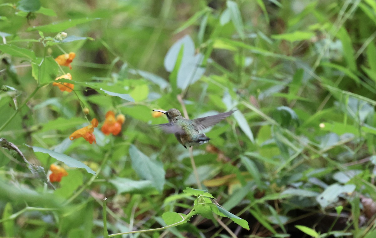 Ruby-throated Hummingbird - ML641852032
