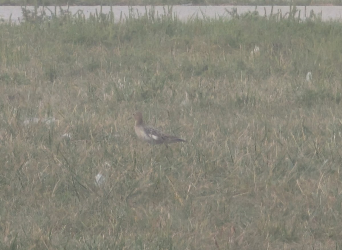 Buff-breasted Sandpiper - ML641852033