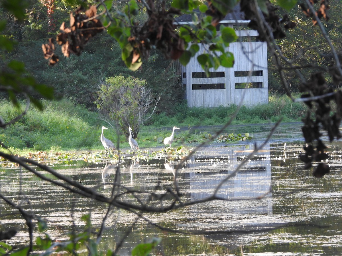 Sandhill Crane - ML641852039