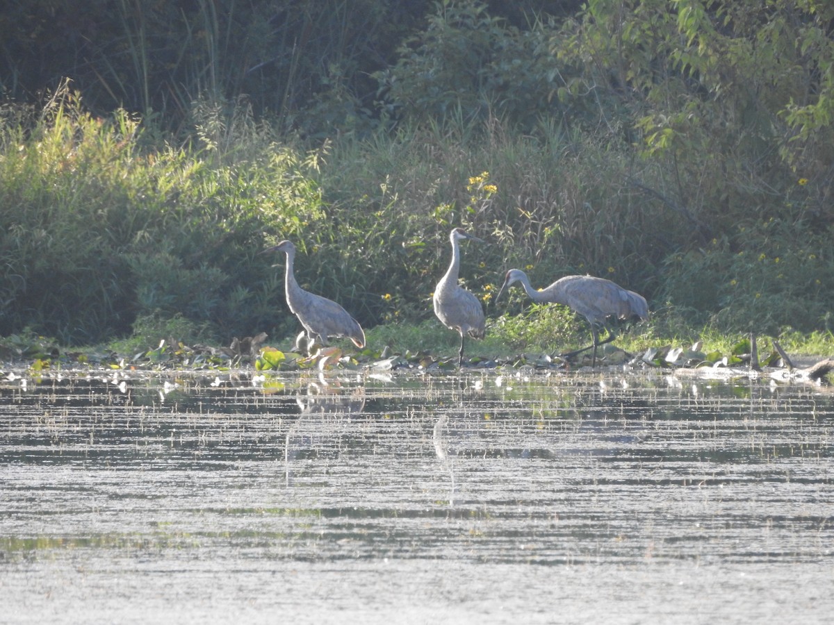 Sandhill Crane - ML641852040