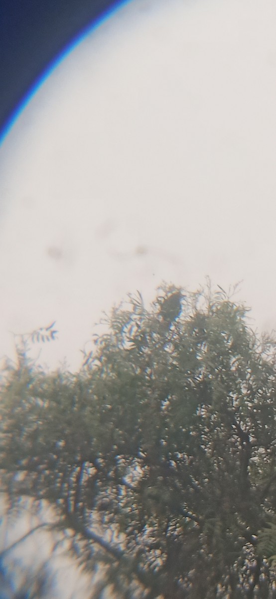 Scrub Blackbird - ML641852049