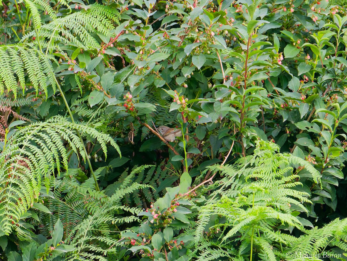 Greater Whitethroat - ML641852055