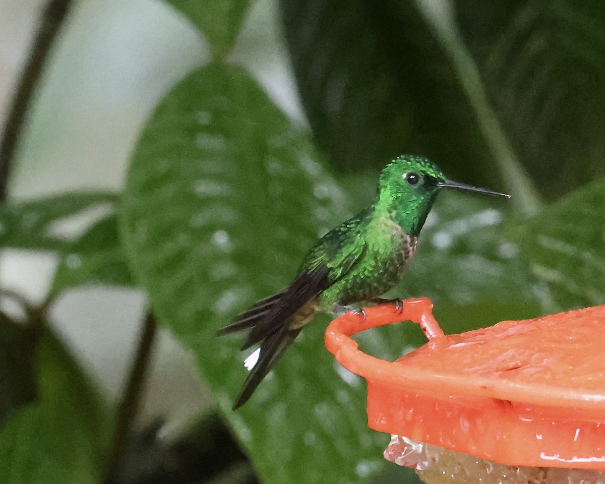 Rufous-vented Whitetip - ML641852058