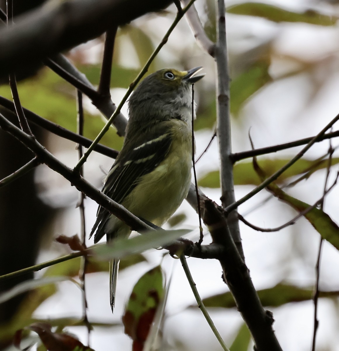 White-eyed Vireo - ML641852069