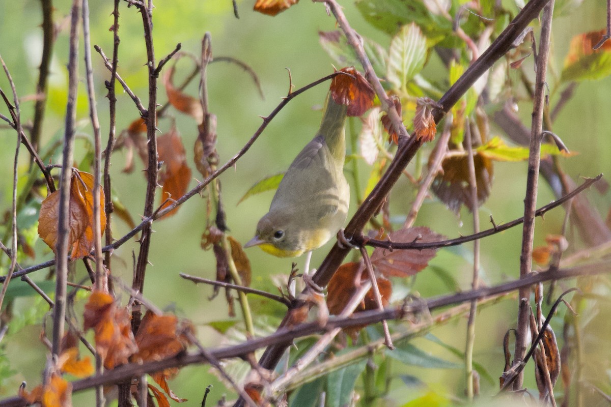 Paruline masquée - ML641852083
