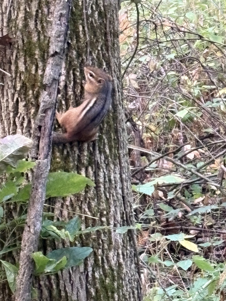 Animals - ML641852107