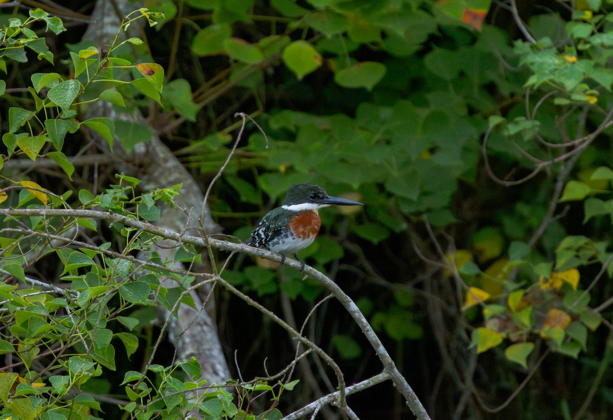 Green Kingfisher - ML641852126