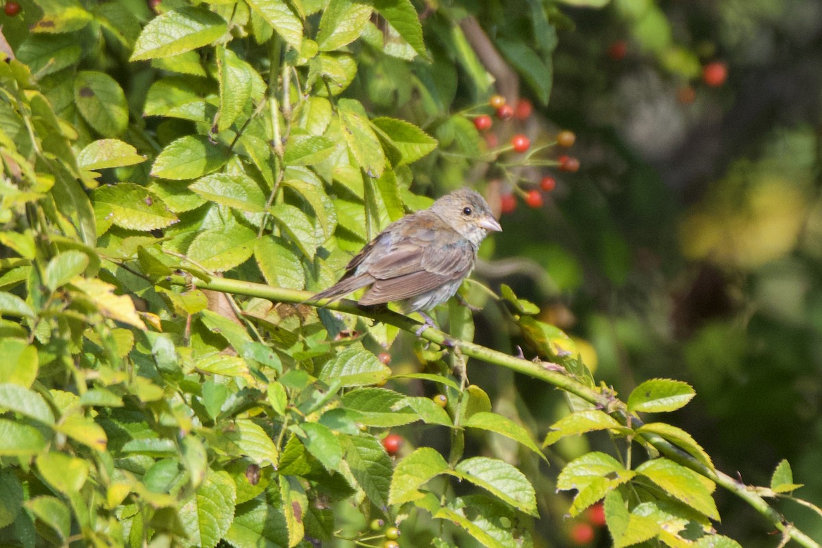 Passerin indigo - ML641852132