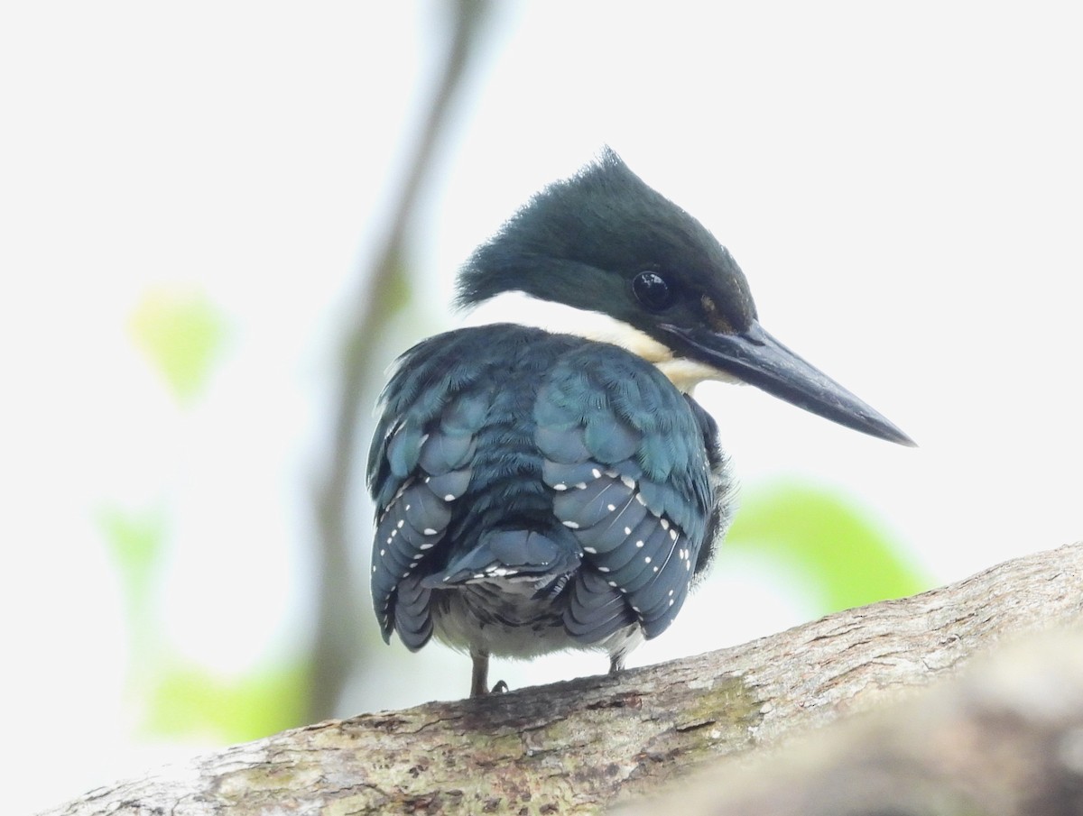 Green Kingfisher - ML641852137