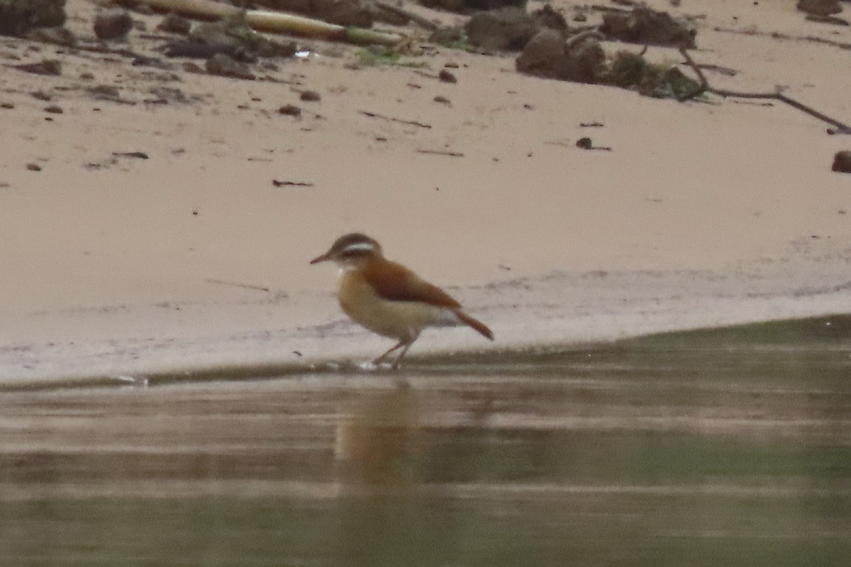 Pale-legged Hornero - ML641852138
