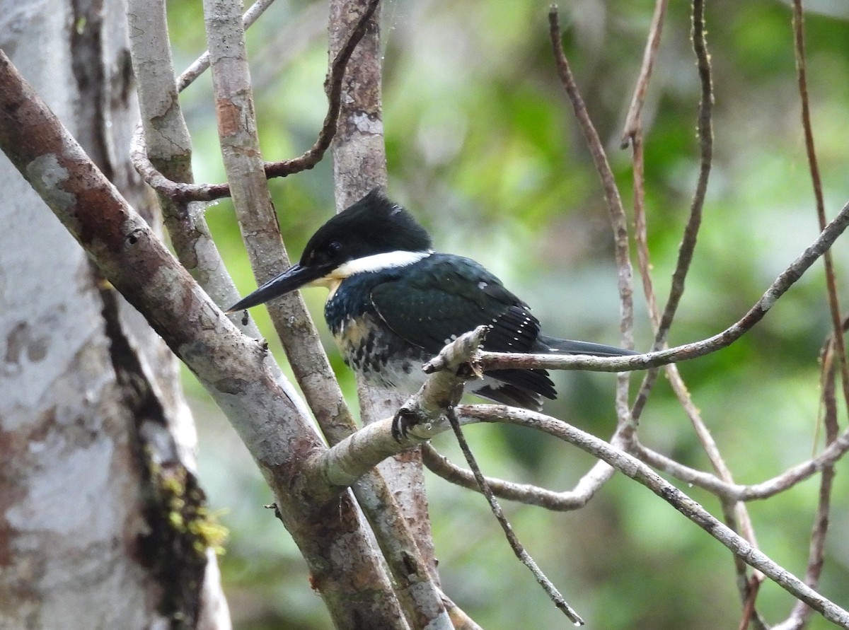 Green Kingfisher - ML641852141