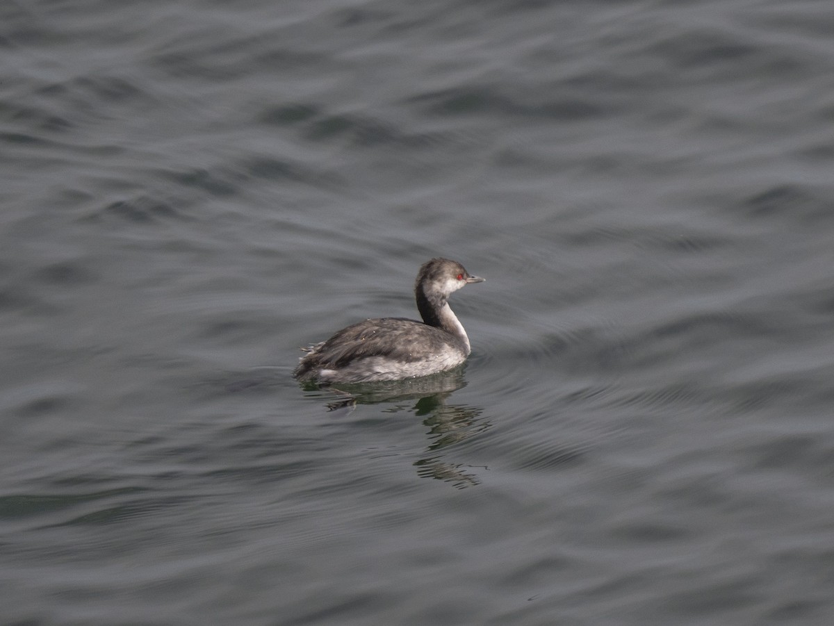 Horned Grebe - ML641852154
