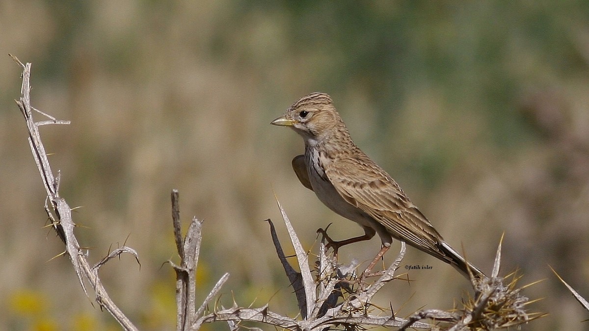Mediterranean Short-toed Lark - ML641852160