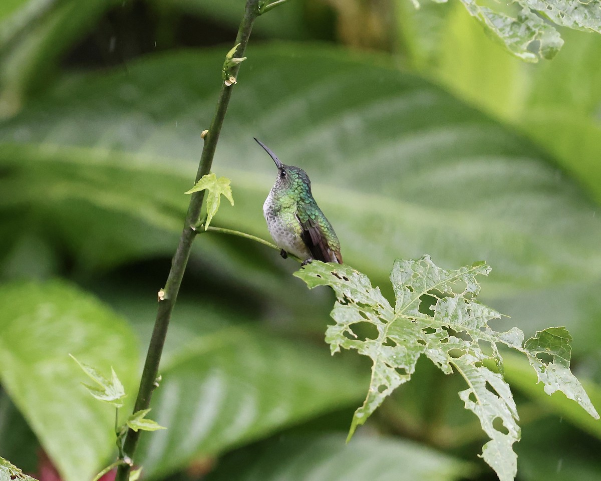 Golden-tailed Sapphire - ML641852183