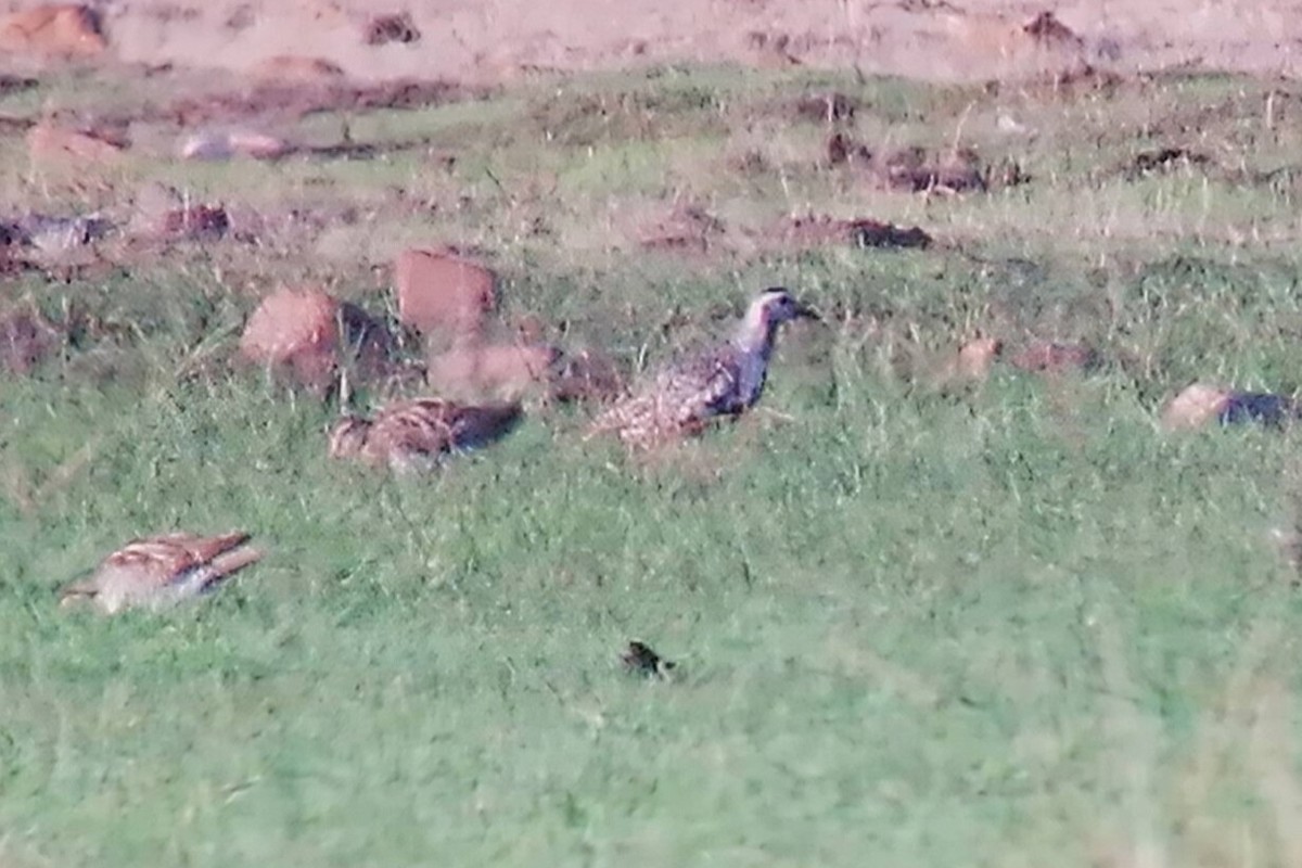 American Golden-Plover - ML641852221