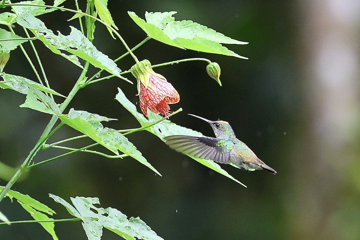 Golden-tailed Sapphire - ML641852251