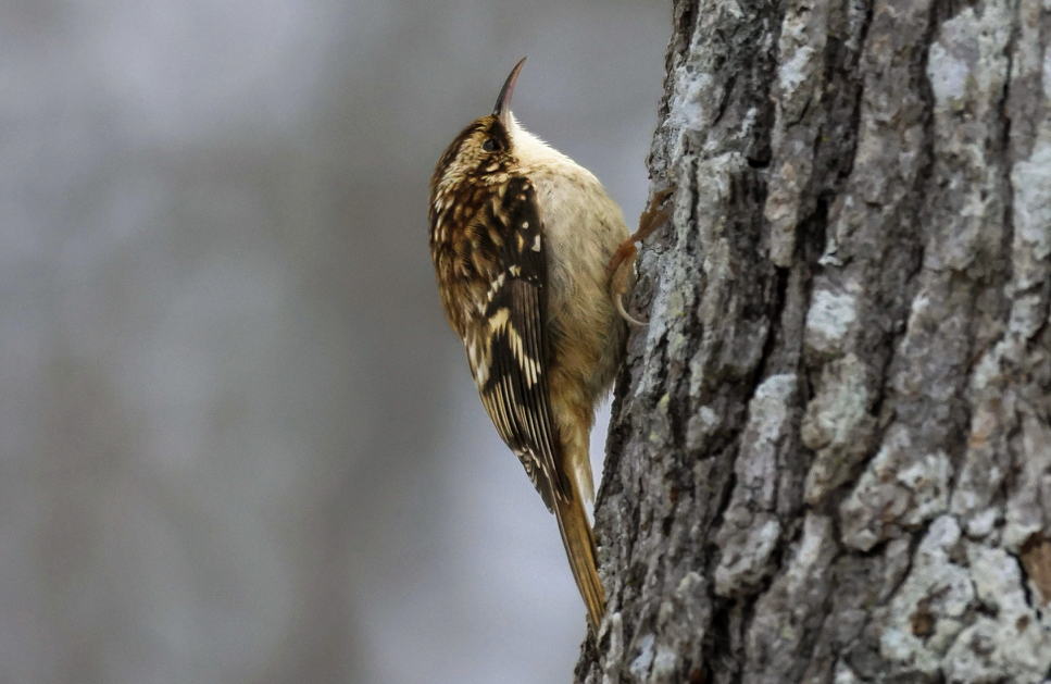 Brown Creeper - ML641852266