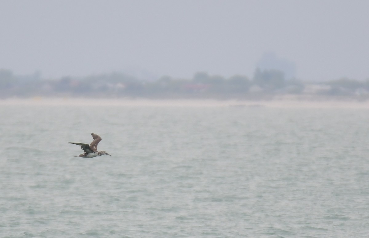 Northern Gannet - ML641852277