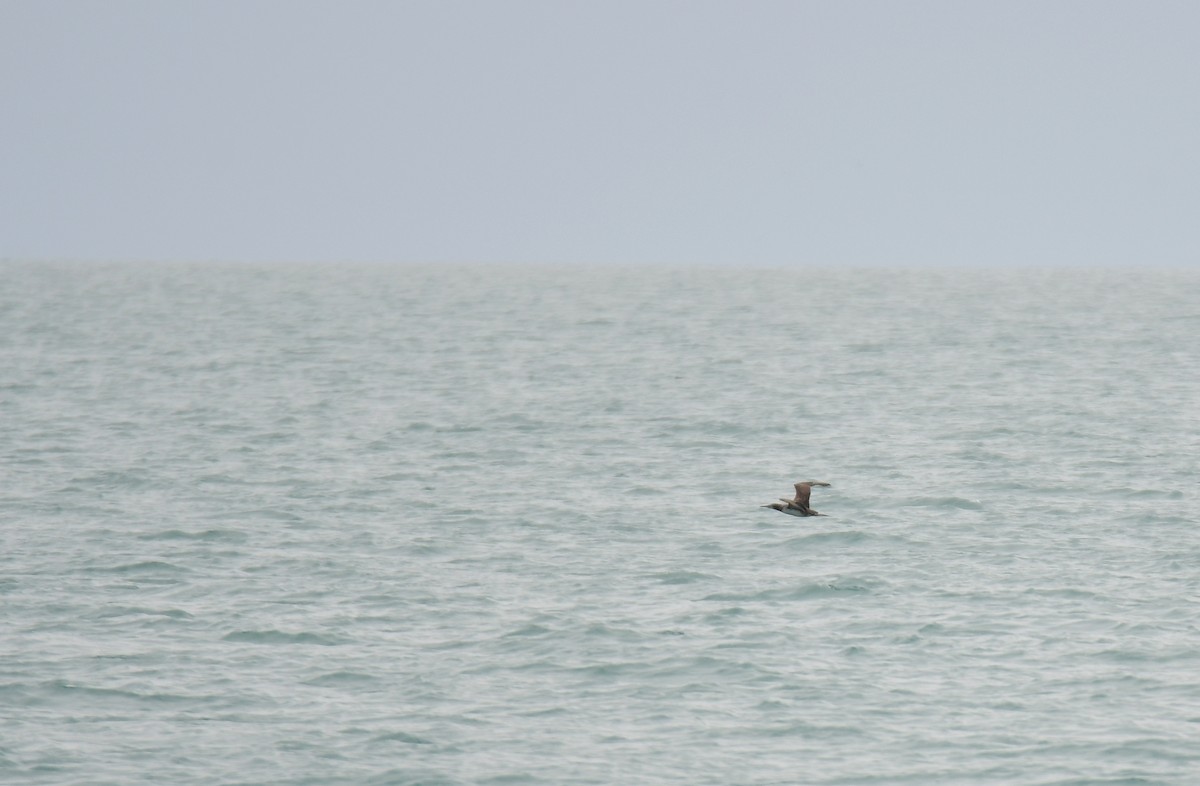 Northern Gannet - ML641852280