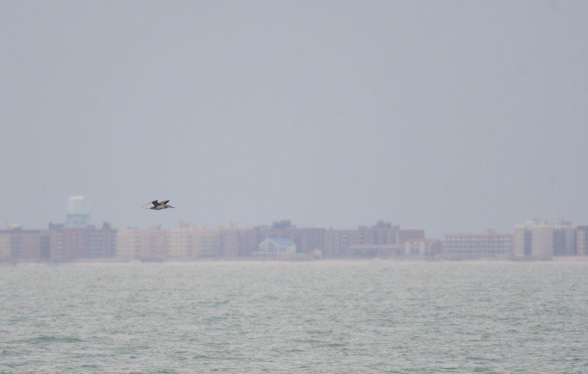 Northern Gannet - ML641852281