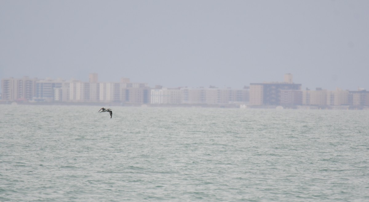 Northern Gannet - ML641852282
