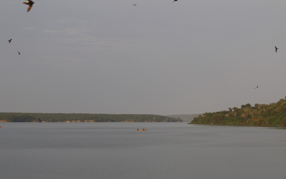 Little Swift - ML641852315