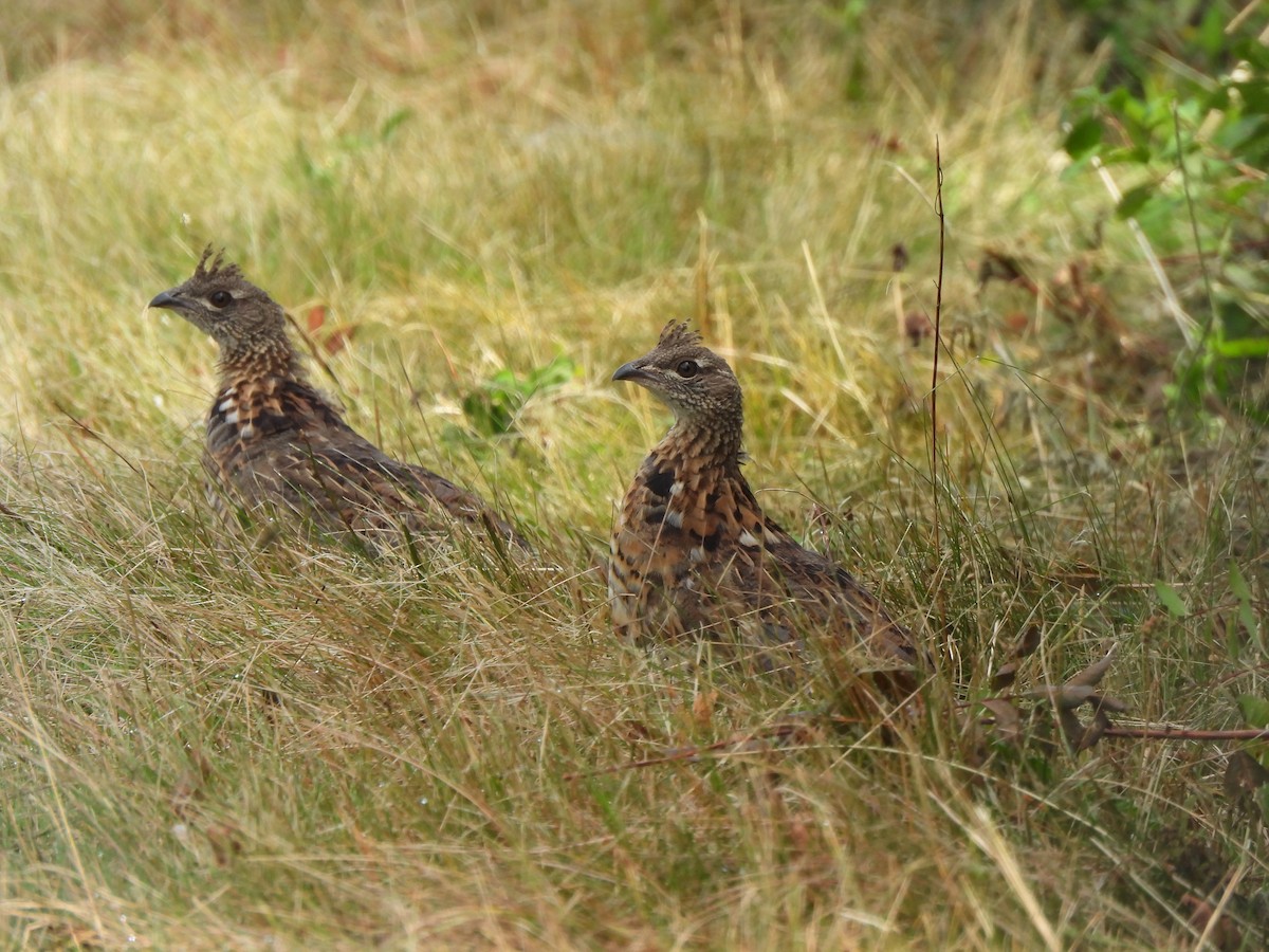 Ruffed Grouse - ML641852316