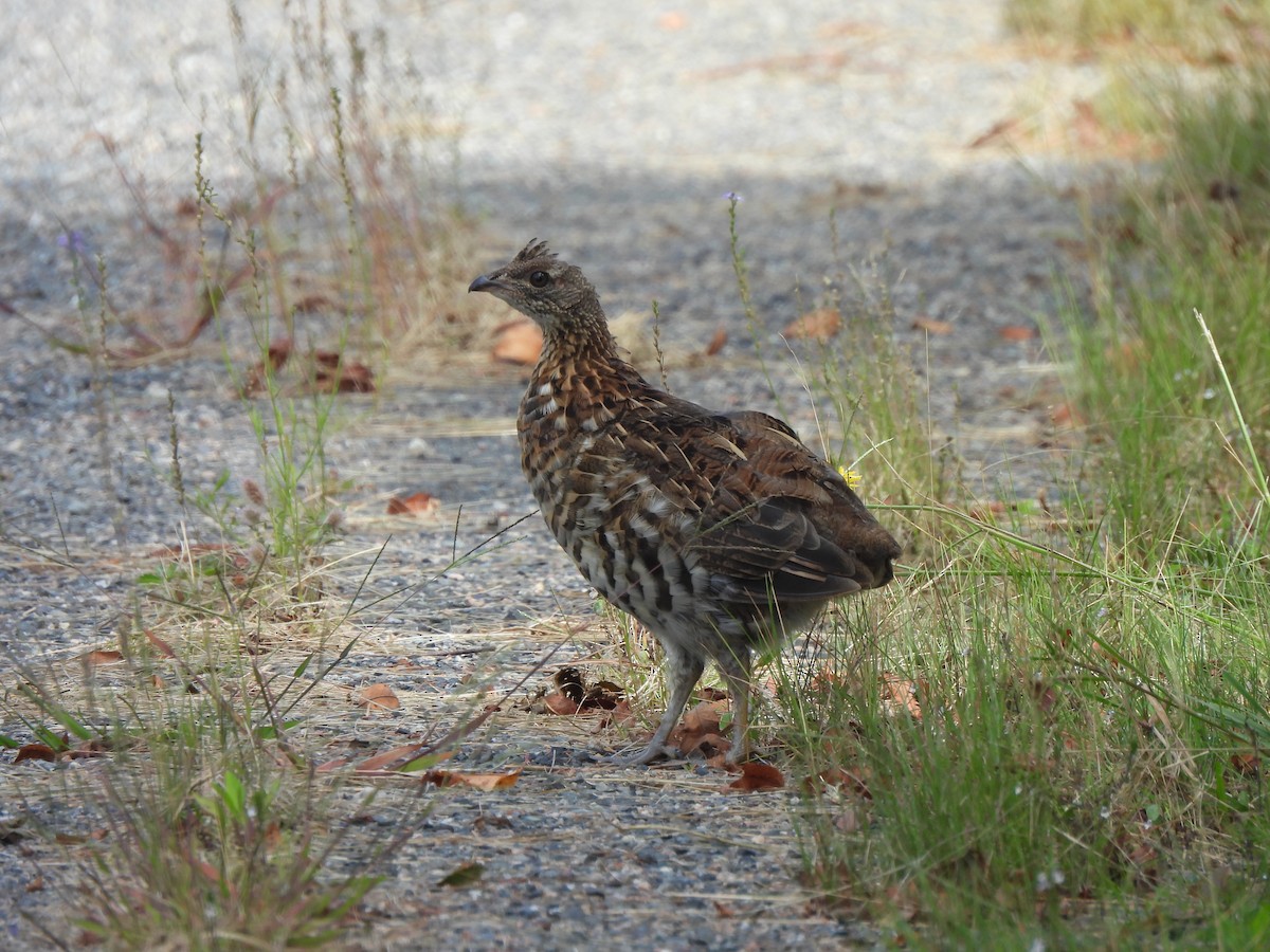 Ruffed Grouse - ML641852317