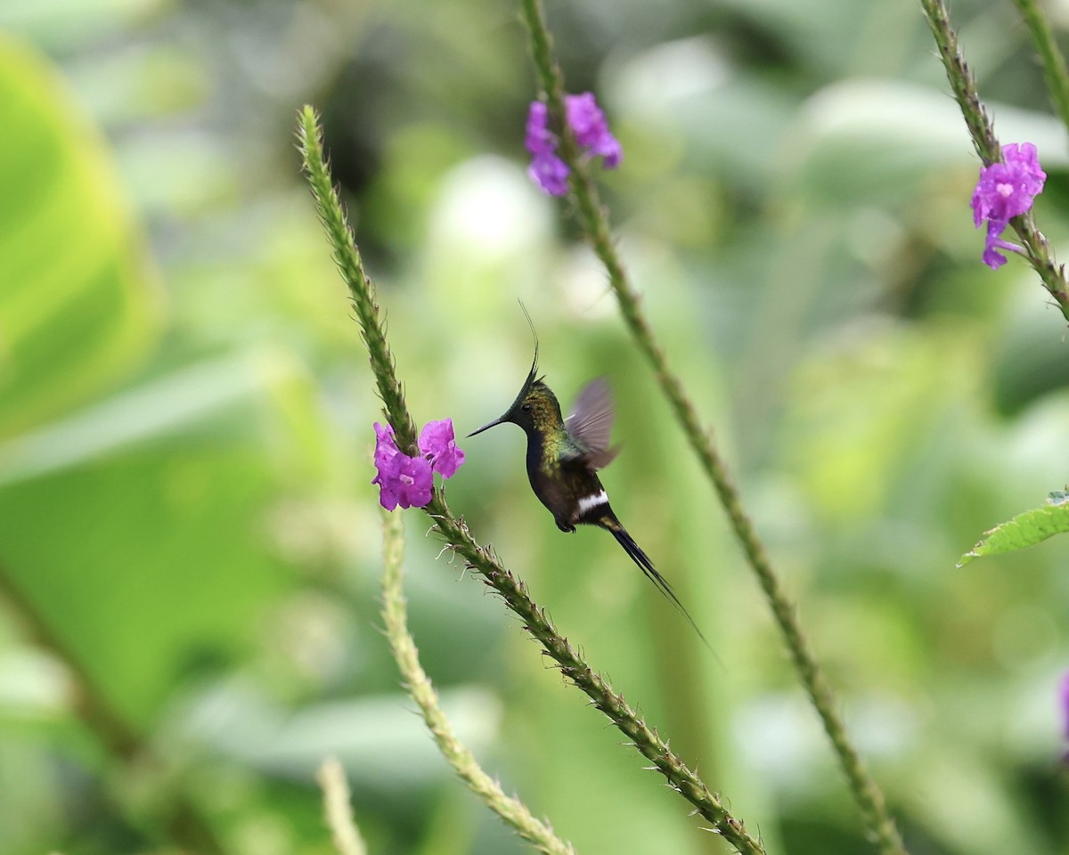 Wire-crested Thorntail - ML641852323