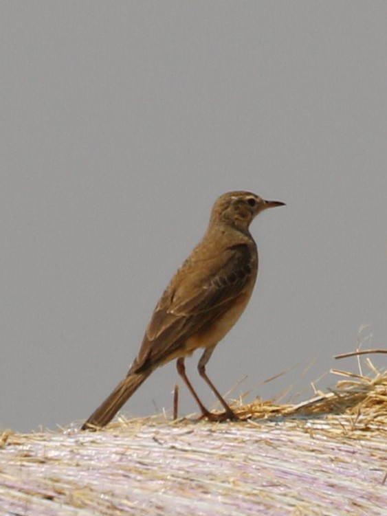 Buffy Pipit - ML641852334