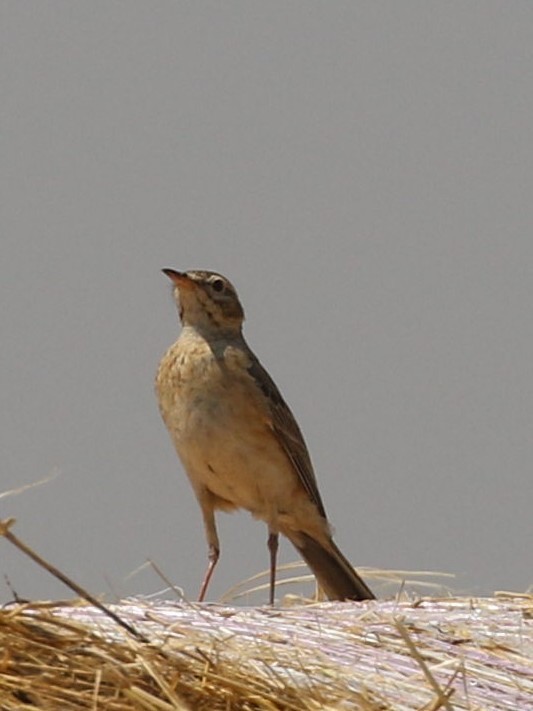 Buffy Pipit - ML641852335