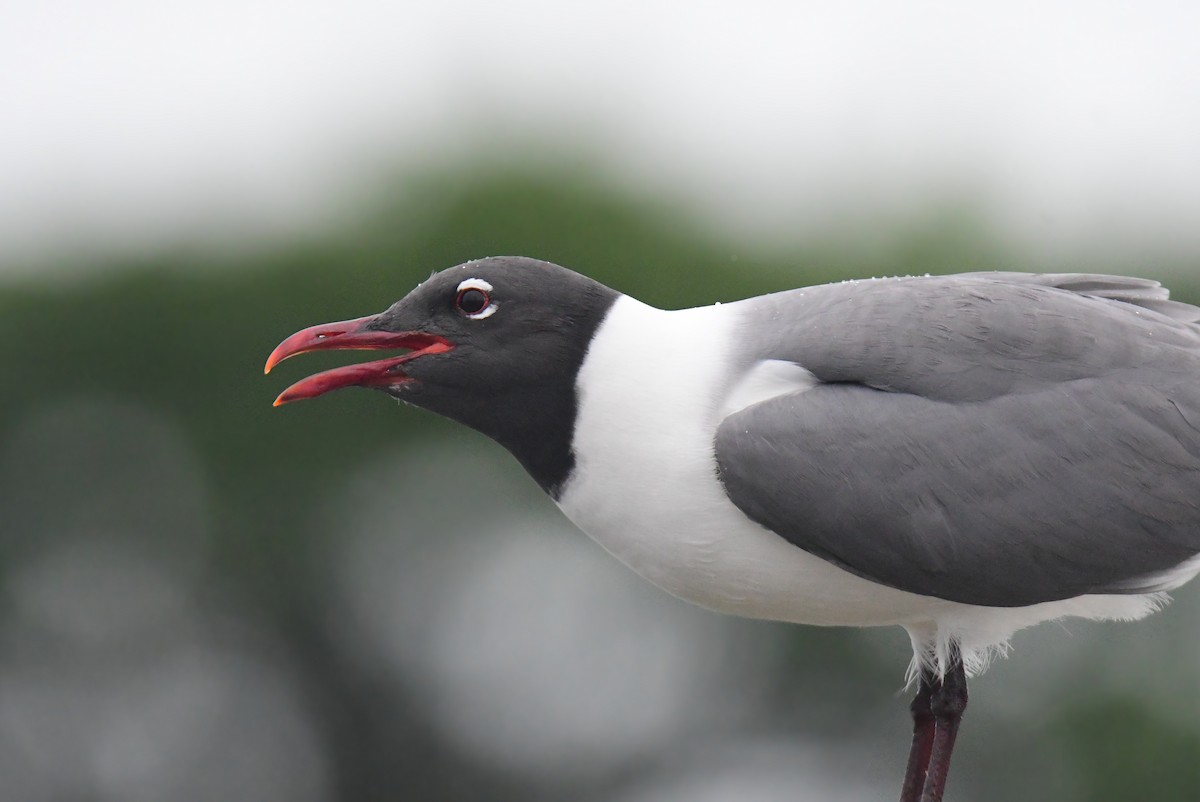 Laughing Gull - ML641852339