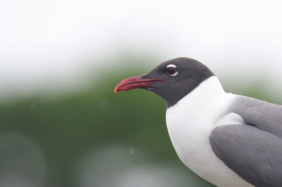 Laughing Gull - ML641852340