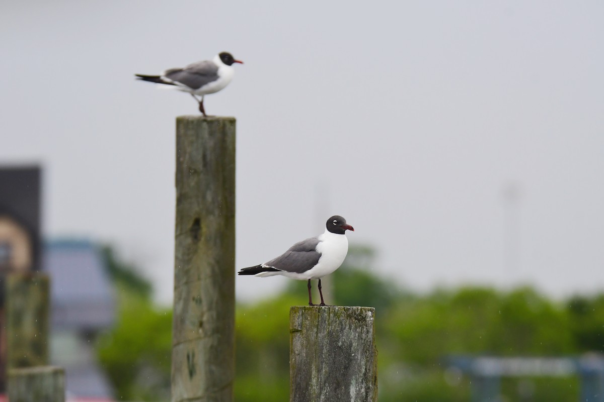 Laughing Gull - ML641852342