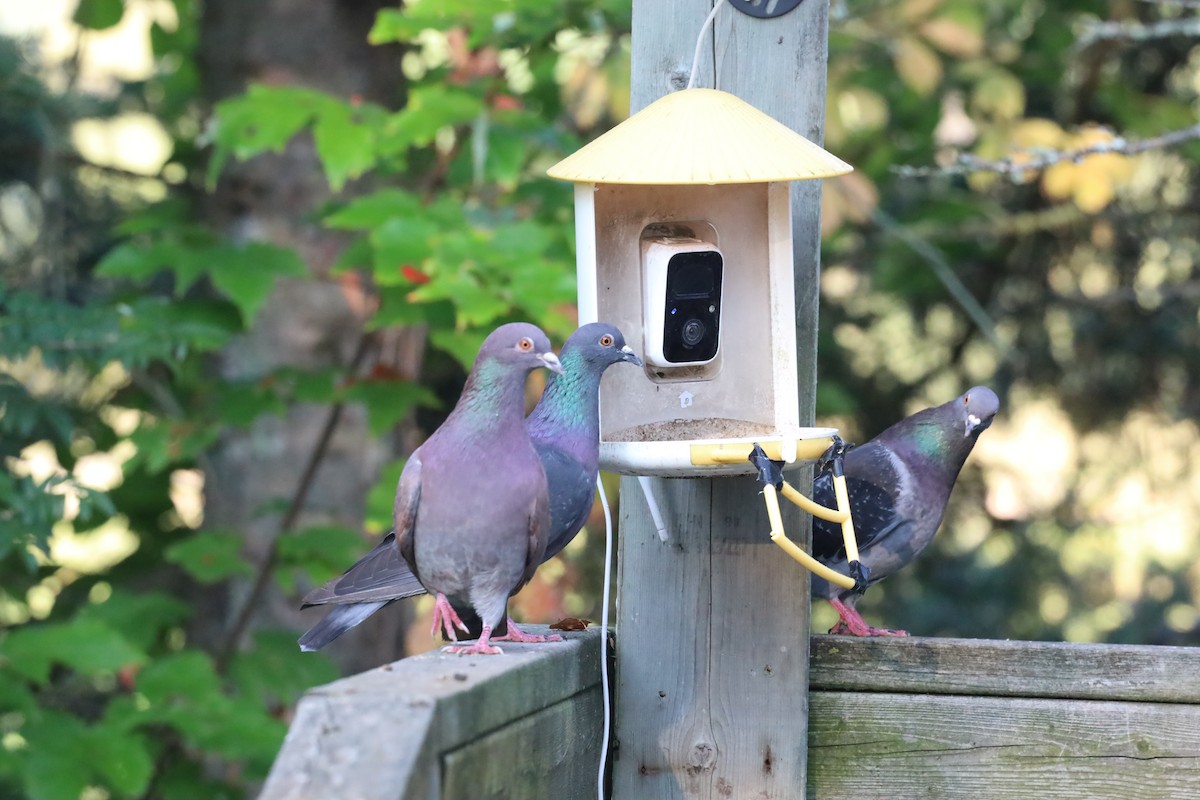 Rock Pigeon (Feral Pigeon) - ML641852344