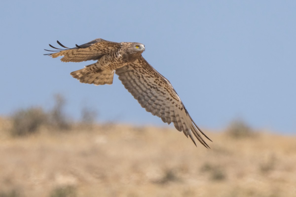 Short-toed Snake-Eagle - ML641852350