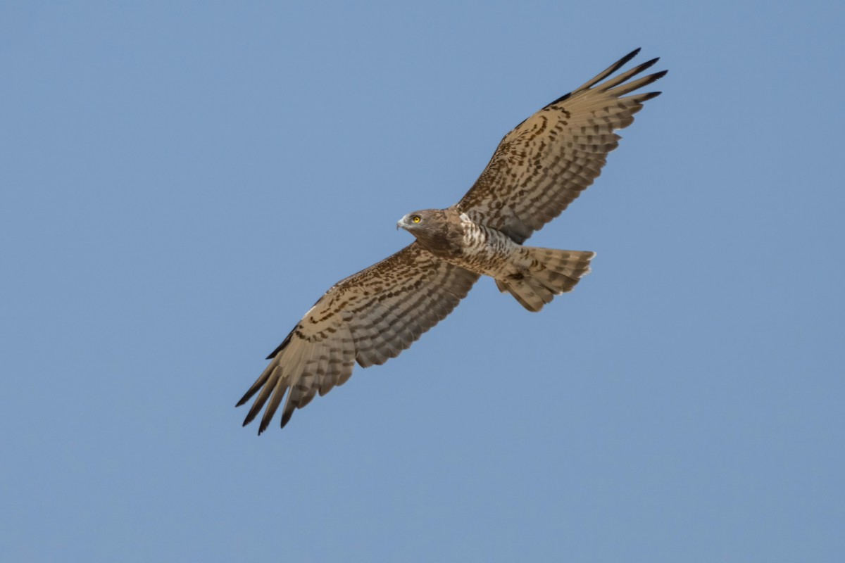 Short-toed Snake-Eagle - ML641852353