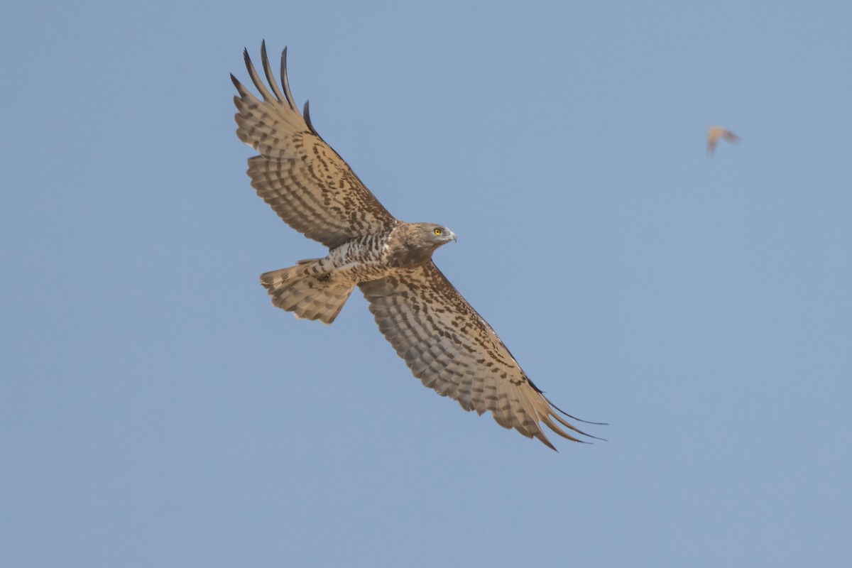 Short-toed Snake-Eagle - ML641852354
