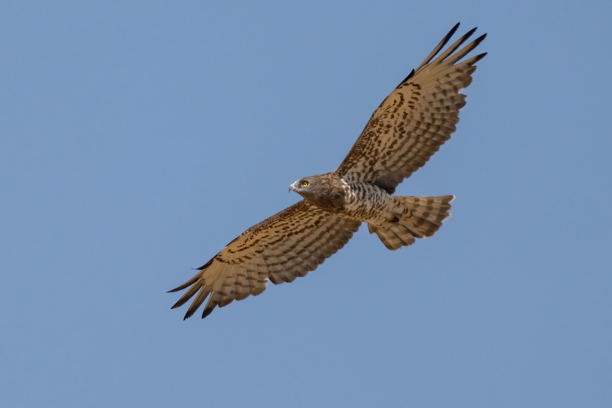 Short-toed Snake-Eagle - ML641852355