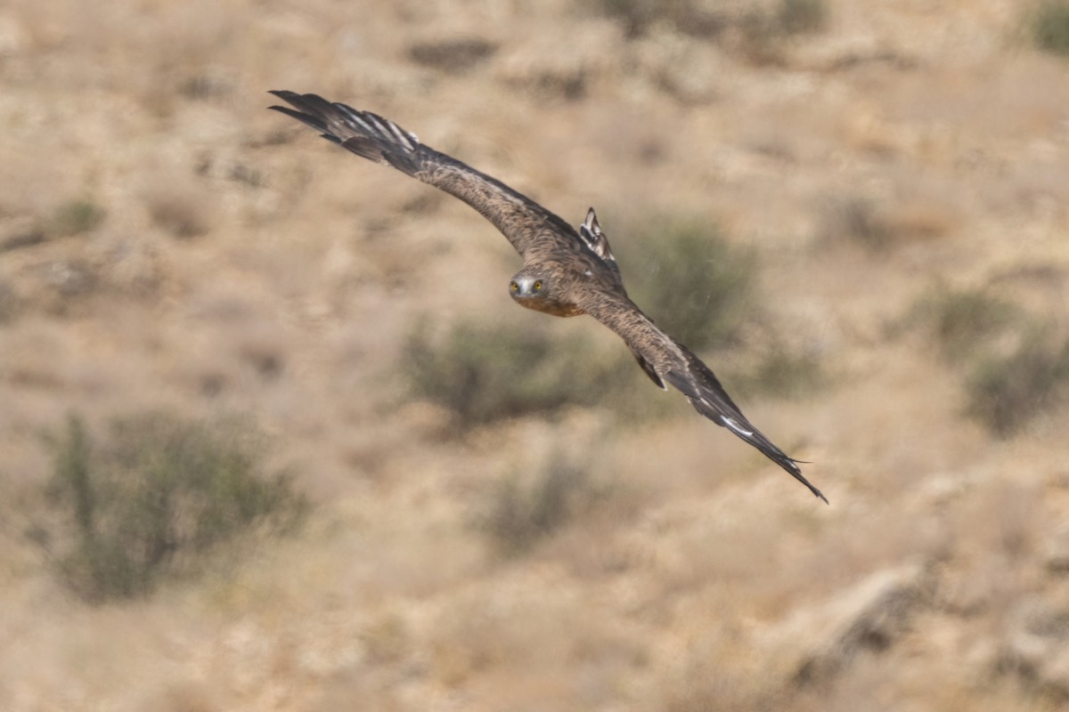 Short-toed Snake-Eagle - ML641852356
