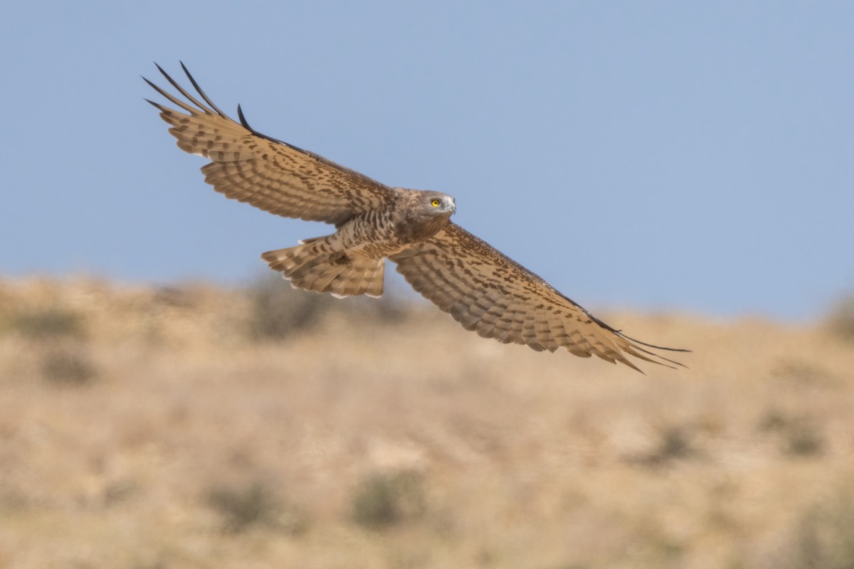 Short-toed Snake-Eagle - ML641852357