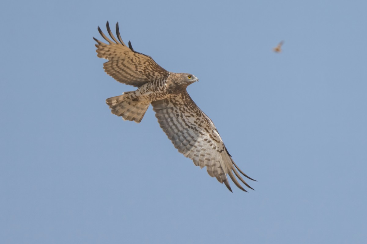 Short-toed Snake-Eagle - ML641852358